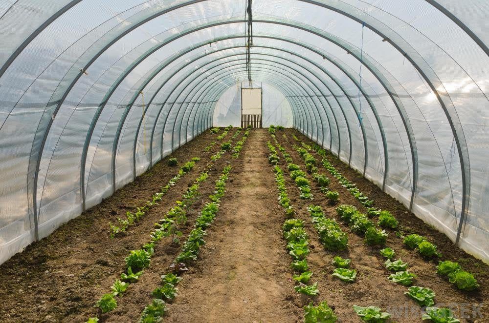 Litgrow Polyethylene 160-Micron UV Resistant Plastic Greenhouse Film