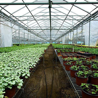 Litgrow Polyethylene 160-Micron UV Resistant Plastic Greenhouse Film