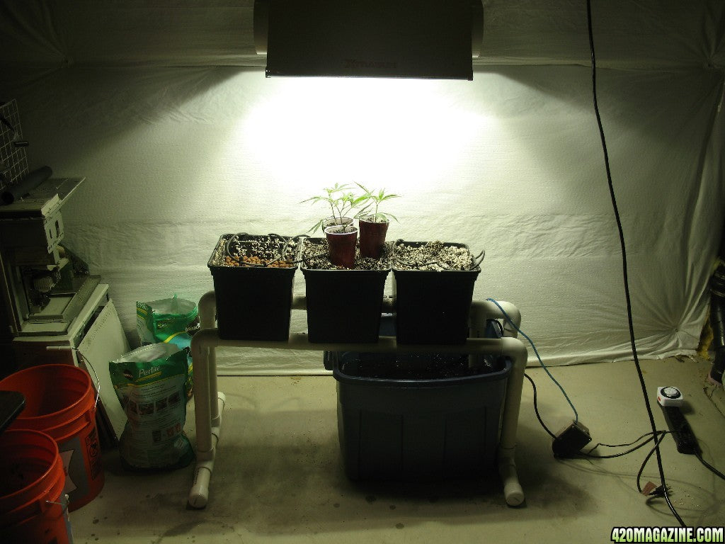 DUTCH BUCKET / BATO BUCKET - Litgrow